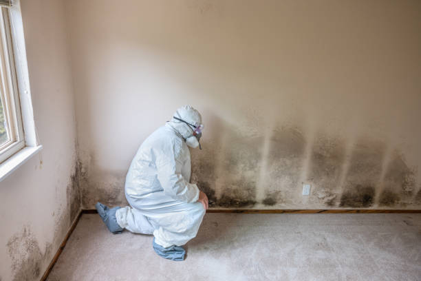 Professional Mold Removal in Milford, PA